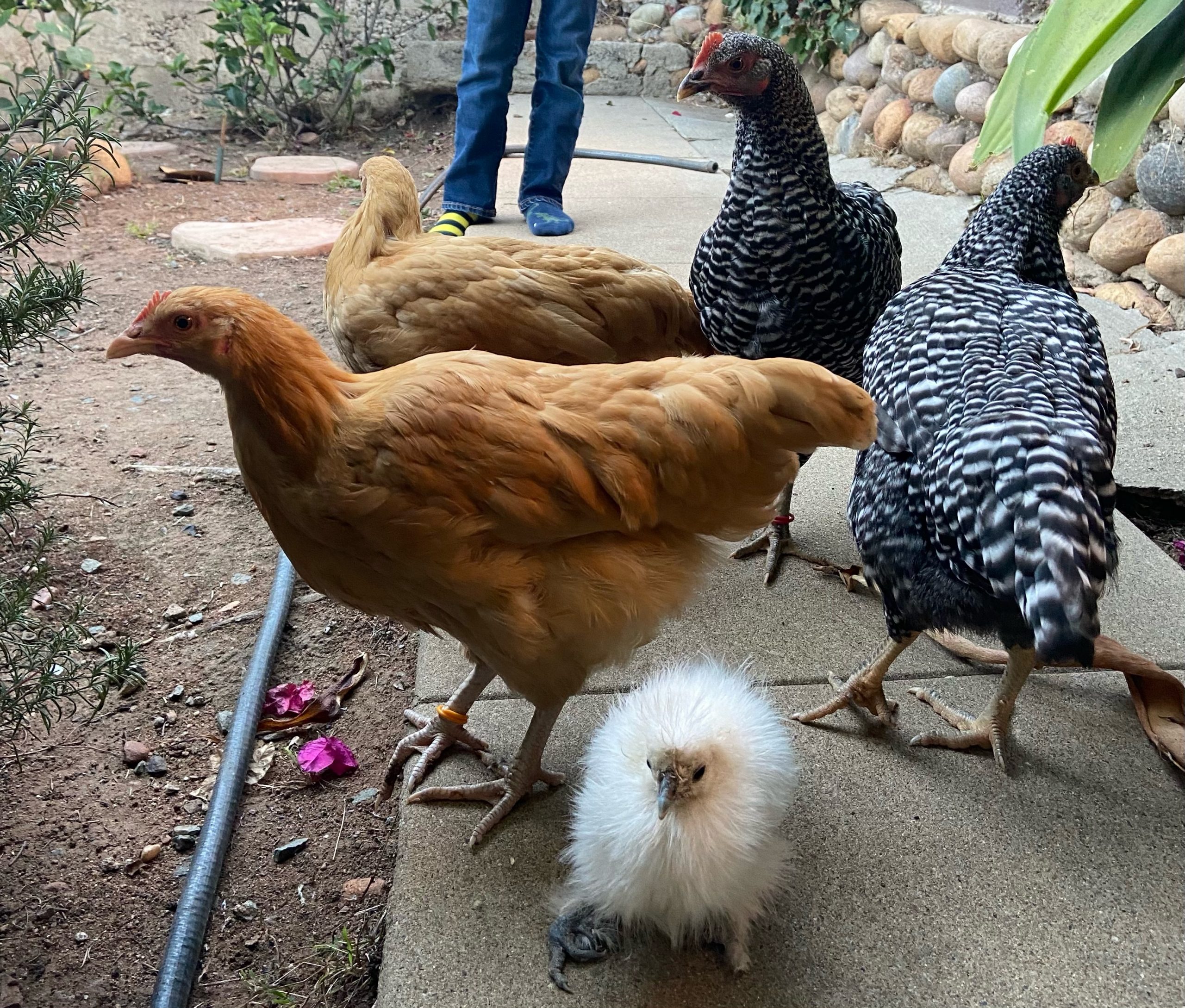 I Do Too Much: Chickens